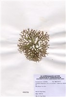 藏品(扁乳節藻)的圖片